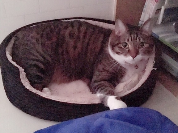 f:id:bluesky-18-tt:20190611214509j:plain