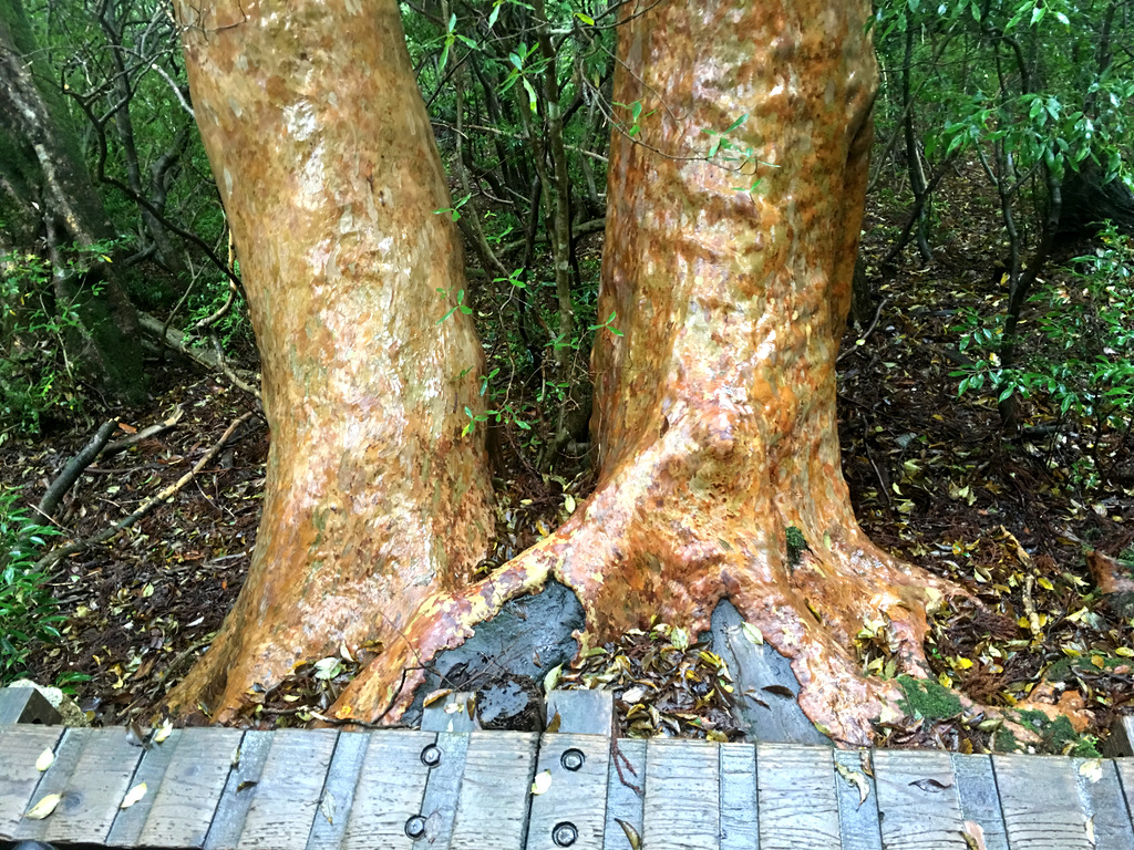 羨ましい！肌すべすべ～のヒメシャラ - Botanic Lovers