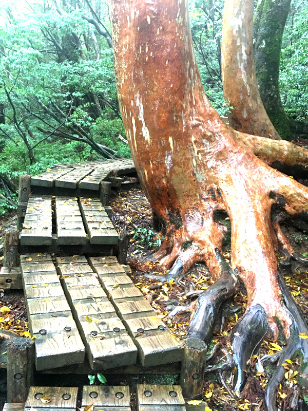 羨ましい！肌すべすべ～のヒメシャラ - Botanic Lovers