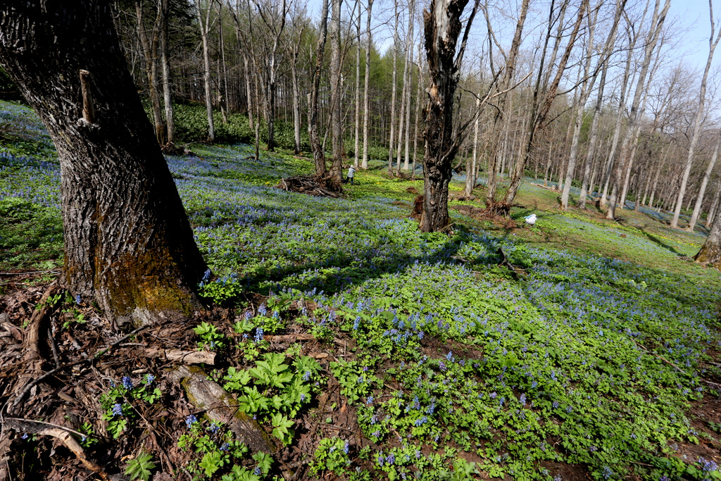 f:id:blueskymayuri:20180509165004j:plain