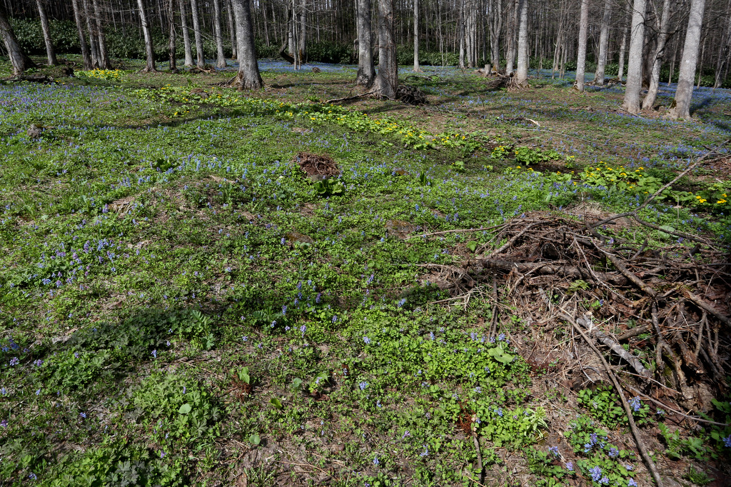 f:id:blueskymayuri:20180509170512j:plain