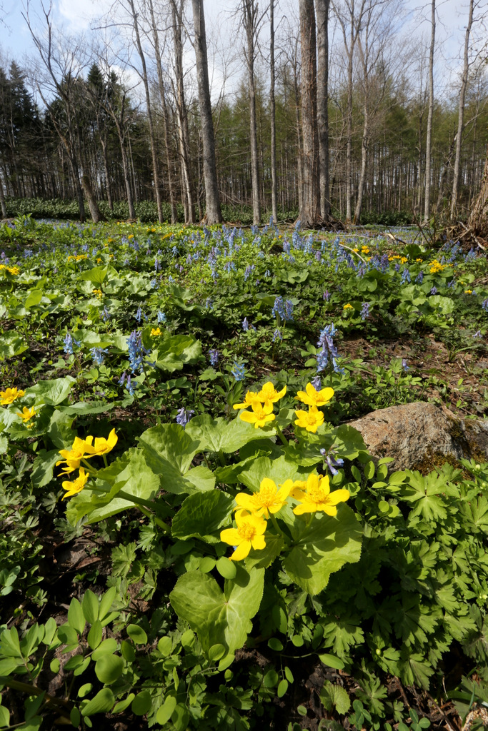 f:id:blueskymayuri:20180509174452j:plain