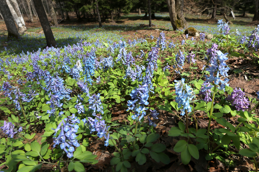 f:id:blueskymayuri:20180509175155j:plain