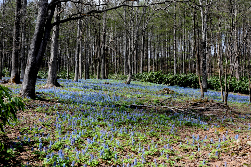 f:id:blueskymayuri:20180509175259j:plain