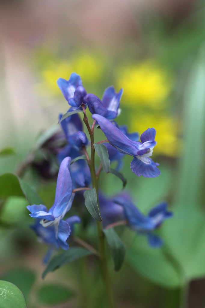 f:id:blueskymayuri:20180516200230j:plain