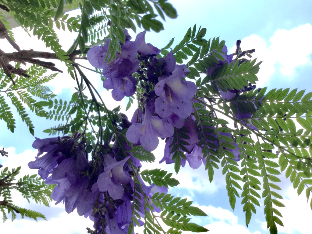 ジャカランダ 咲いたけど Botanic Lovers