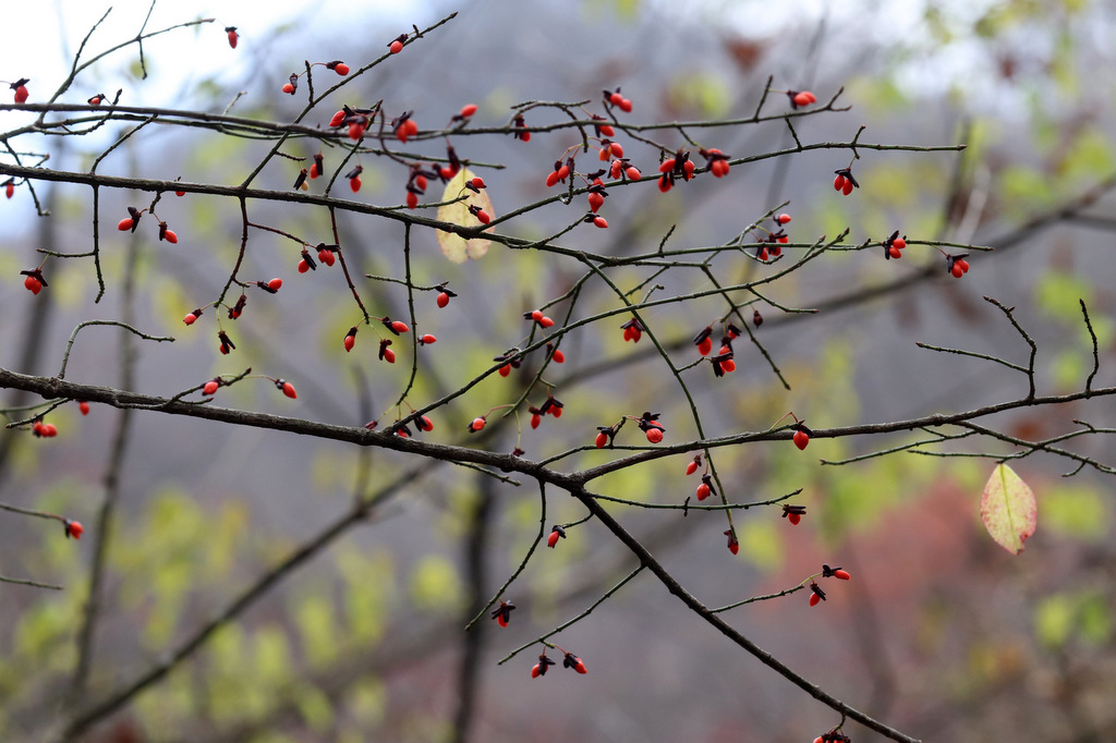 コマユミ（小檀） - Botanic Lovers