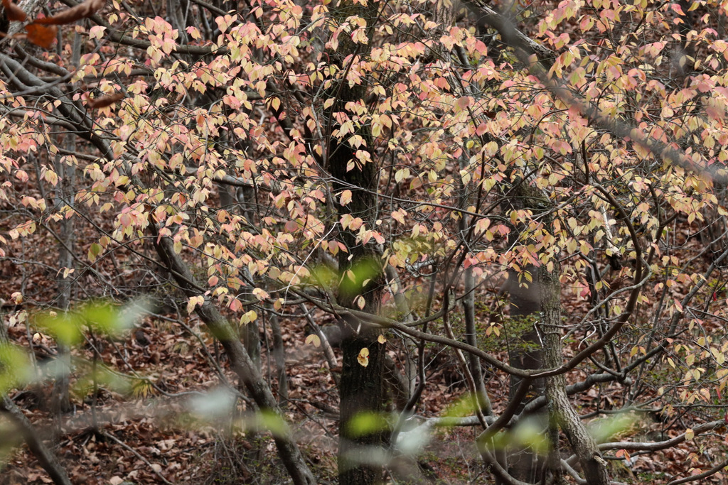 秋の足音。山採りコマユミ。 Recommended for beginners] I went to Kurisawayama and Asayomine