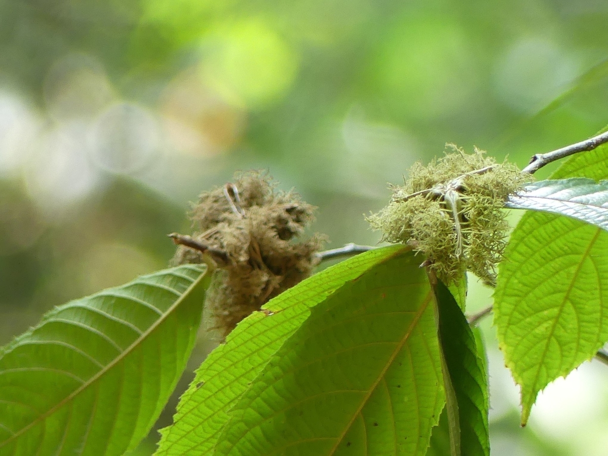 f:id:blueskymayuri:20200322224440j:plain f:id:blueskymayuri:20200322224440j:plain