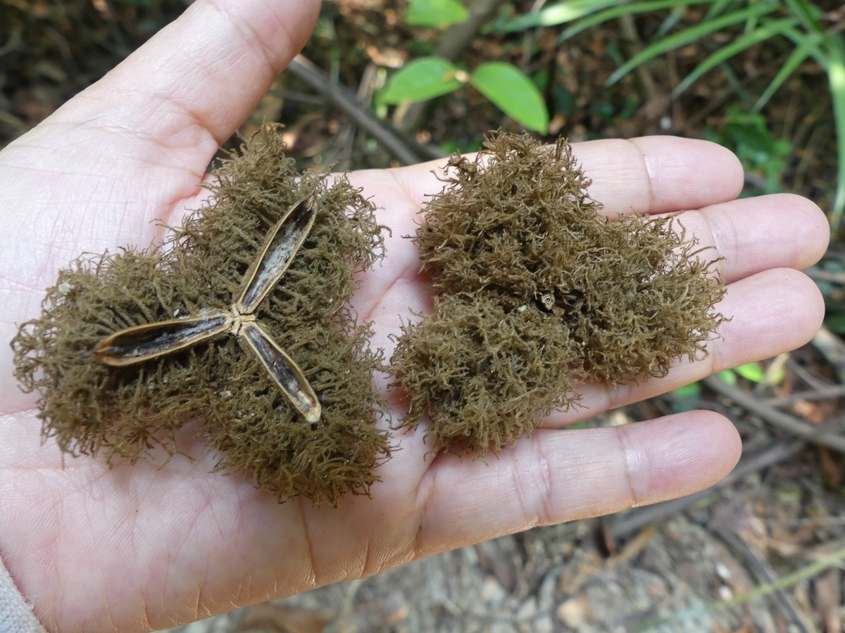 f:id:blueskymayuri:20200322224744j:plain f:id:blueskymayuri:20200322224744j:plain