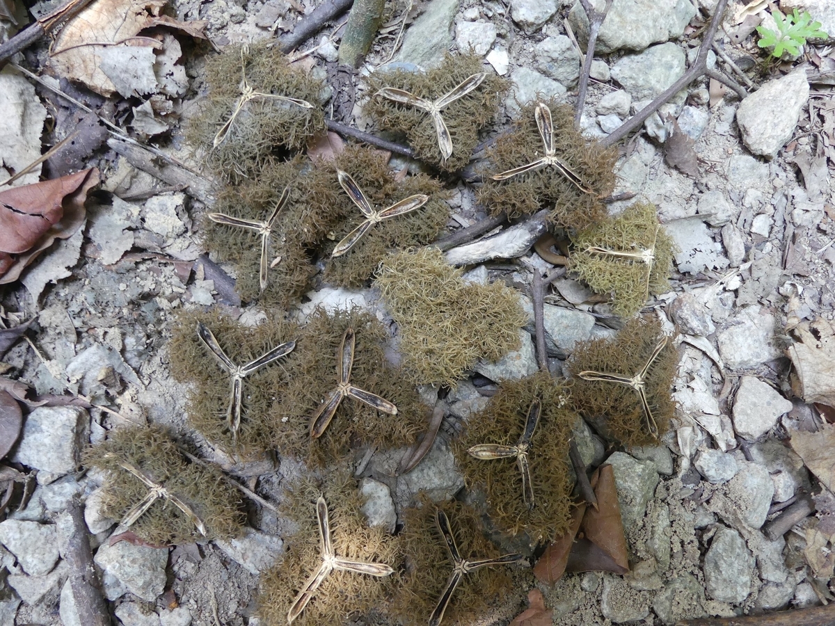 f:id:blueskymayuri:20200322224854j:plain f:id:blueskymayuri:20200322224854j:plain