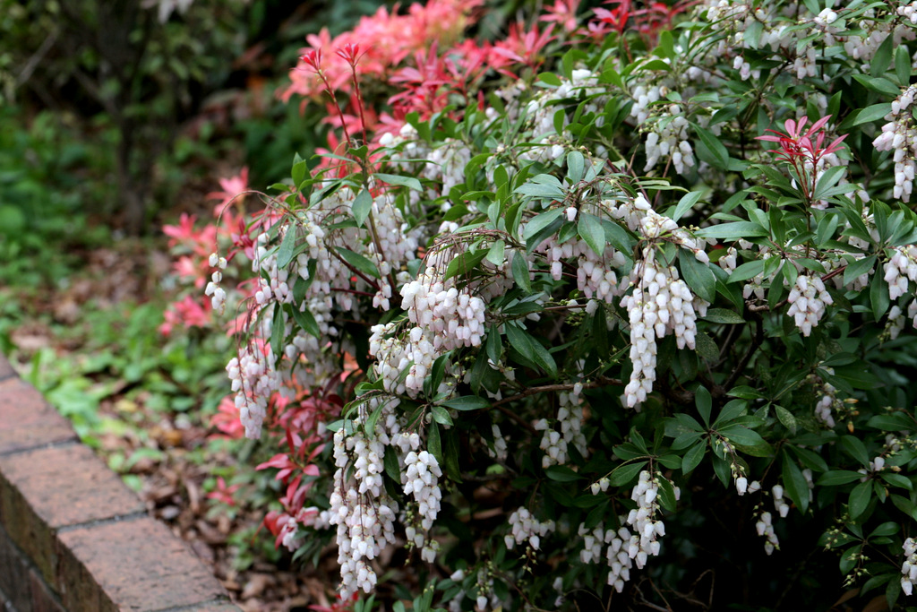 何て綺麗なの 馬酔木の新葉 Botanic Lovers