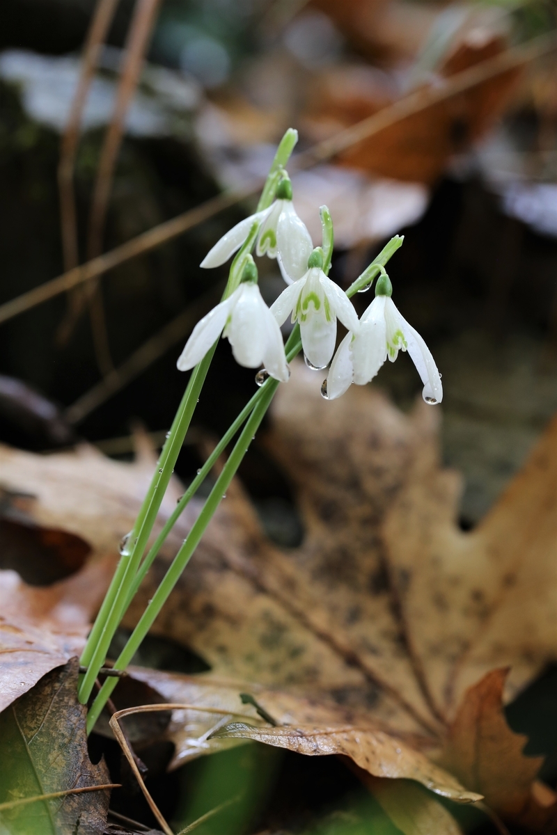 スノードロップ ギリシャ Botanic Lovers