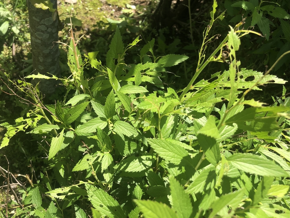 黄金虫の幼虫 Botanic Lovers