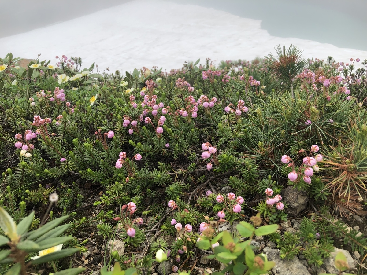 山野草 希少白花エゾ ツガザクラ D 盆栽 - エゾノツガザクラ 山野草