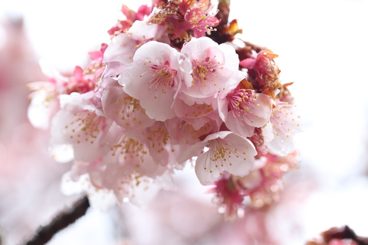 f:id:blueskymayuri:20220220200359j:plain