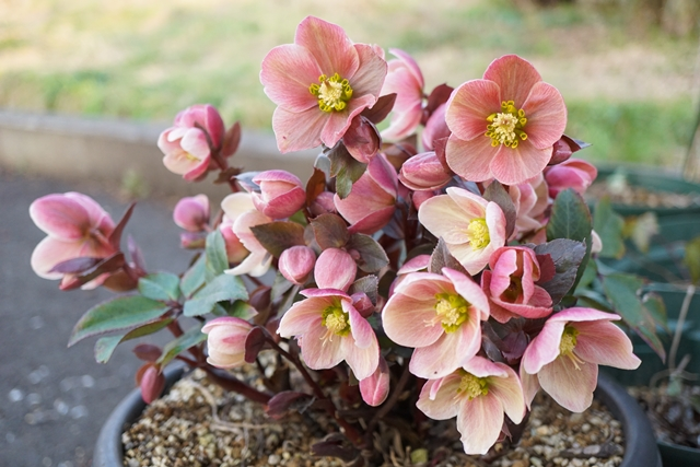 芽吹き＠クリスマスローズ - Botanic Lovers