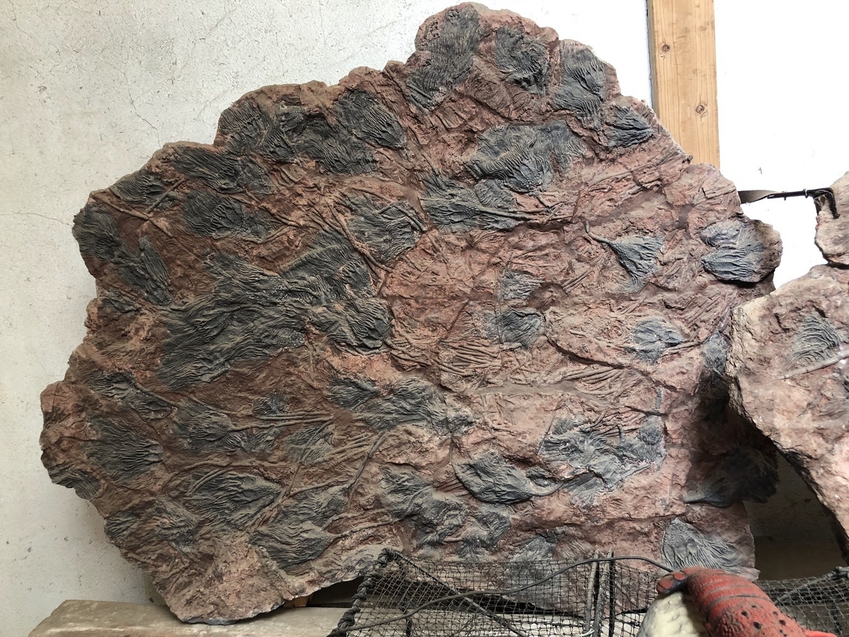 海ユリの化石】・古生代:石炭紀(約4億7500万年前)アメリカ