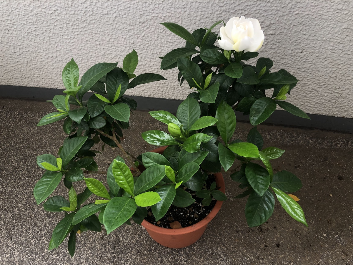 クチナシの花が咲かないのはなぜ? – クチナシの花が咲かない肥料 – EWDF
