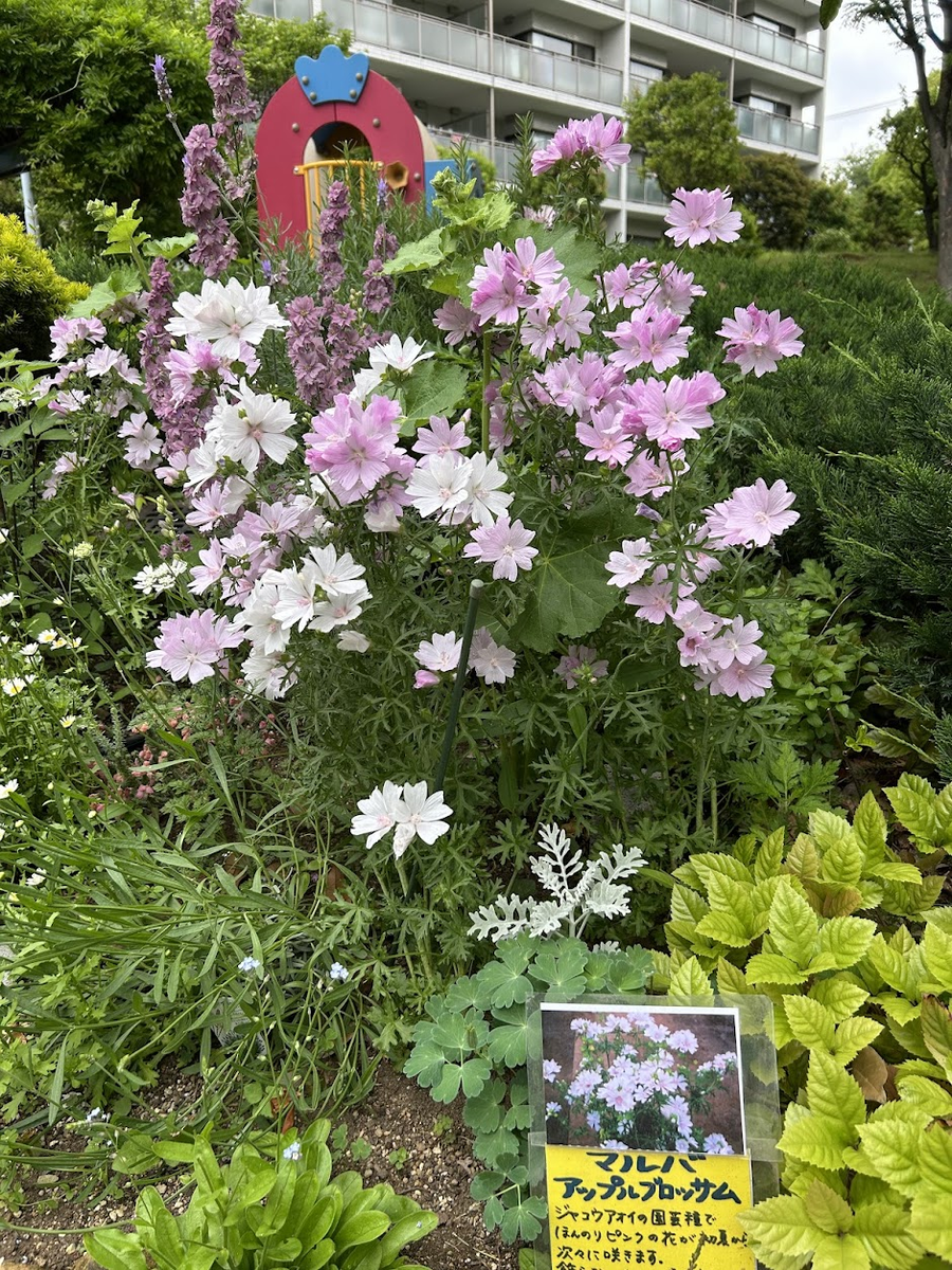 花とミツバチ?ブロッサムへ チェリーブロッサムの金峰(きんぷ) です。少し晩生ですが、その