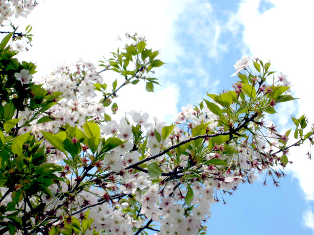 f:id:bluesnake:20100404134714j:image:left