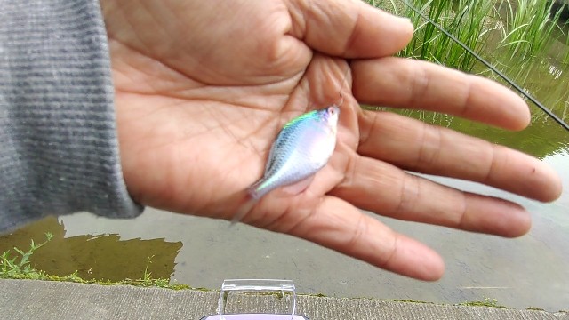 f:id:bluestakashi:20220606083456j:image