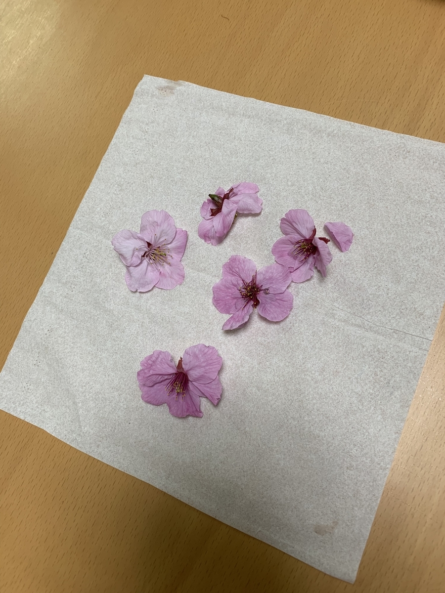f:id:bluesuki7777:20211104210527j:plain