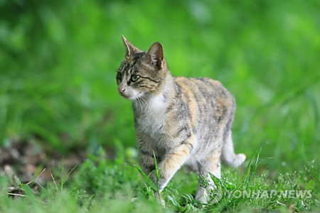 f:id:bluetears_osaka:20141028145307j:image