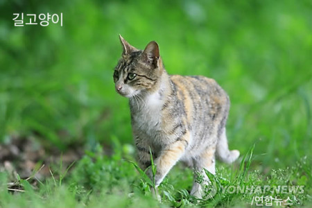 f:id:bluetears_osaka:20141028145850j:image