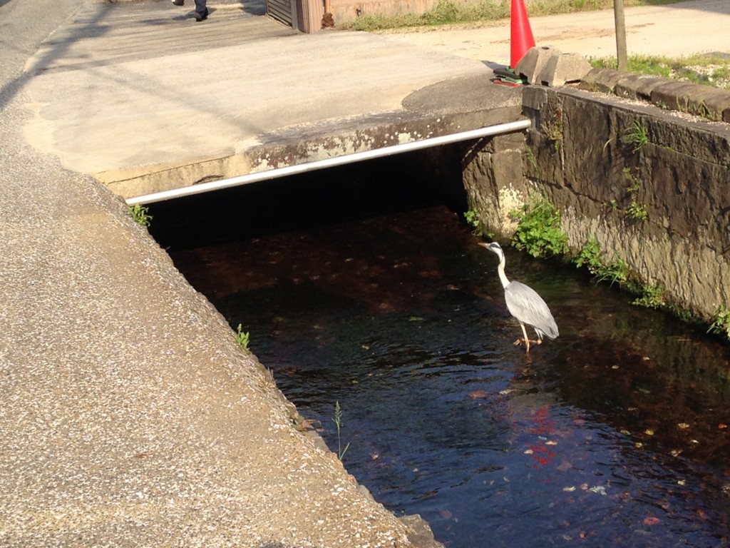 f:id:bluetears_osaka:20160514165001j:plain