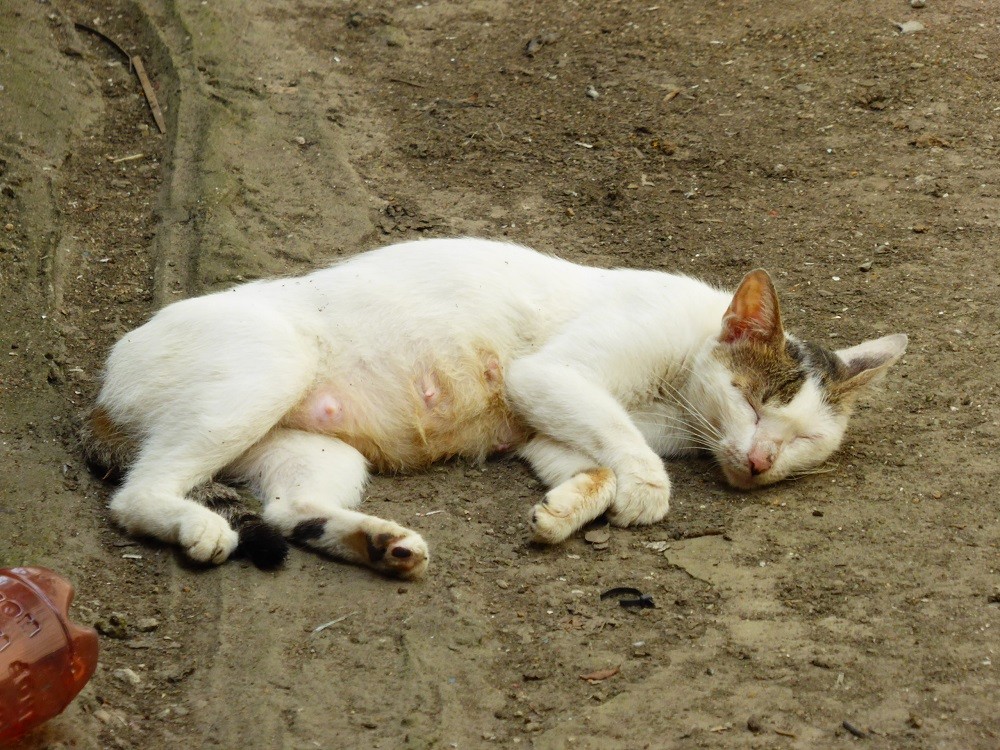 f:id:bluetears_osaka:20160915120006j:plain