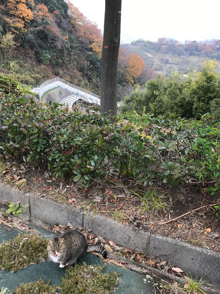 f:id:bluetears_osaka:20161220232741j:image