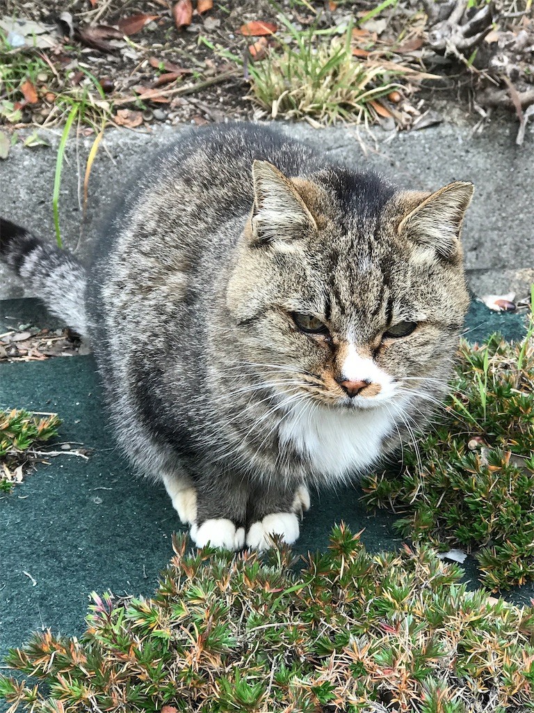 f:id:bluetears_osaka:20161220232819j:image