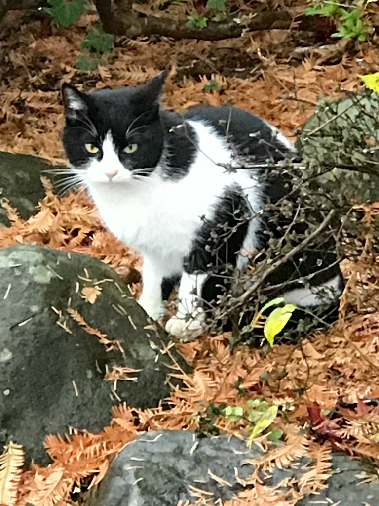 f:id:bluetears_osaka:20161222221217j:image f:id:bluetears_osaka:20161222221217j:image