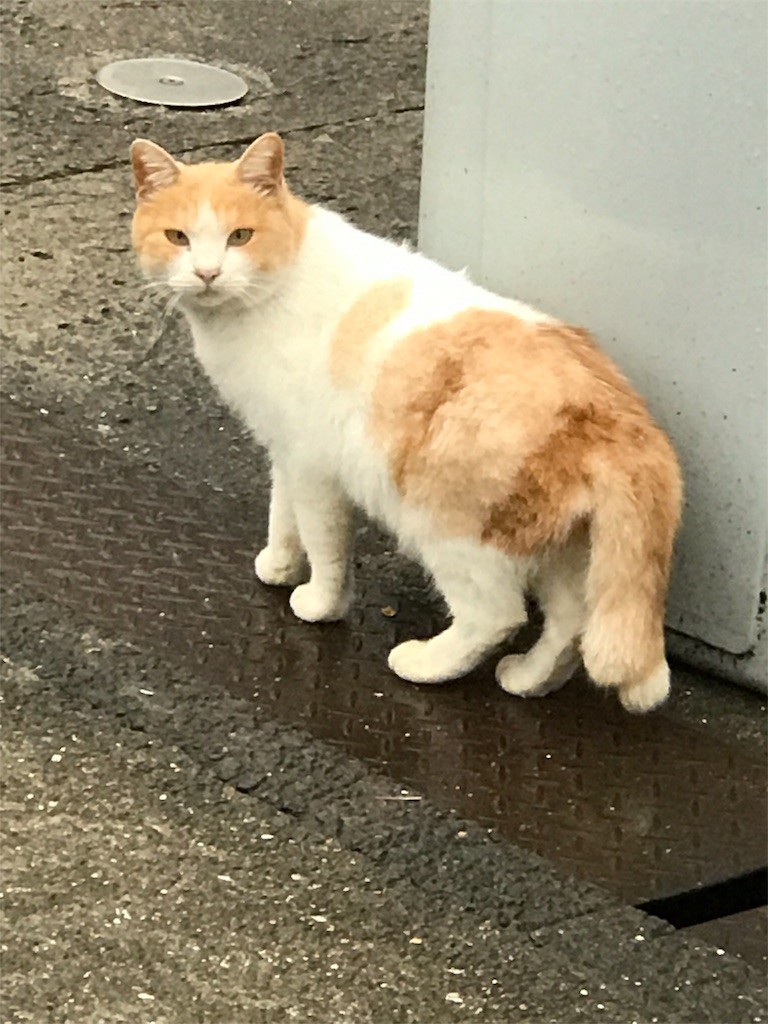 f:id:bluetears_osaka:20161222221250j:image f:id:bluetears_osaka:20161222221250j:image