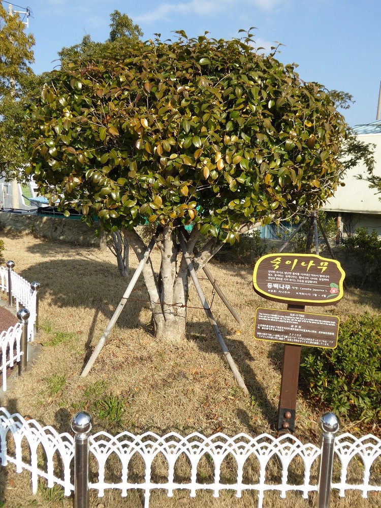 f:id:bluetears_osaka:20170102143927j:plain f:id:bluetears_osaka:20170102143927j:plain