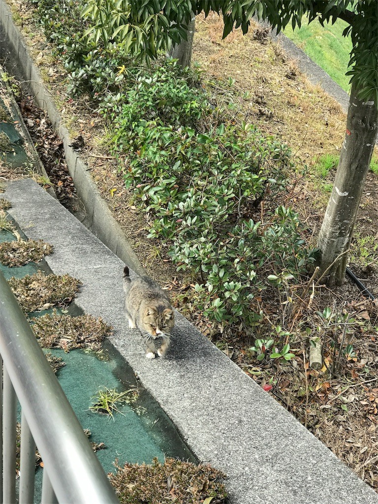 f:id:bluetears_osaka:20170110222032j:image