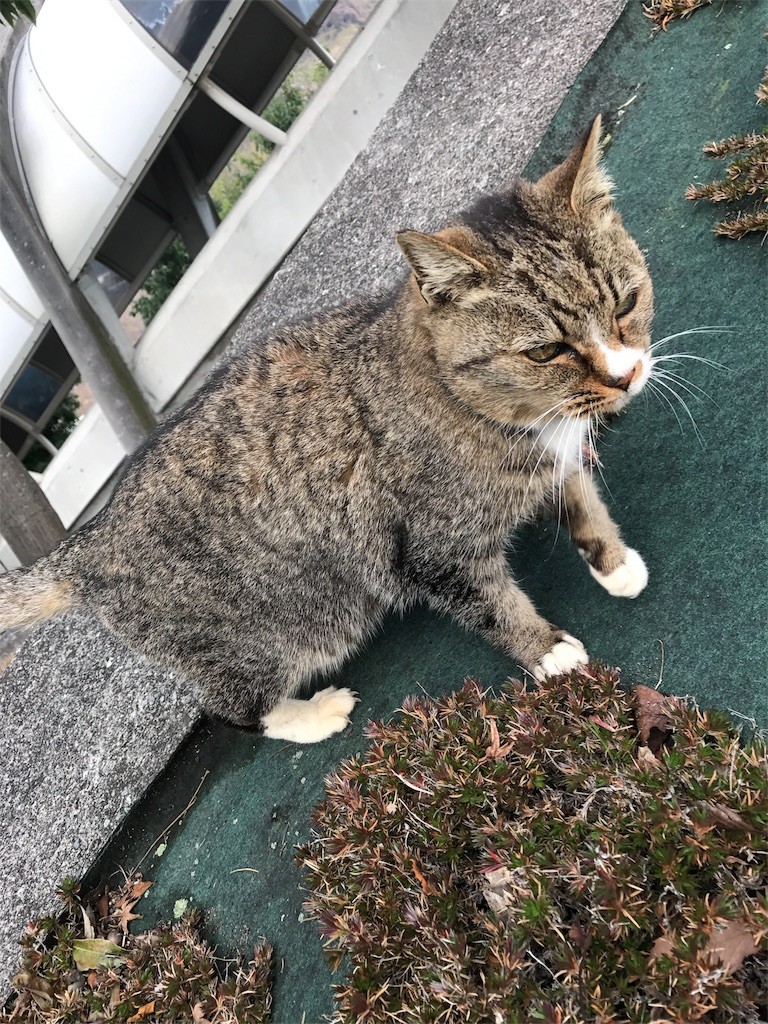 f:id:bluetears_osaka:20170110222116j:image