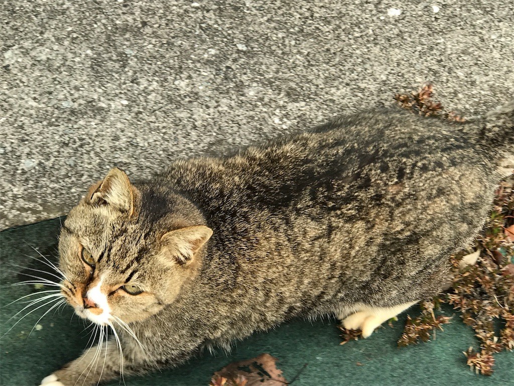 f:id:bluetears_osaka:20170110222124j:image