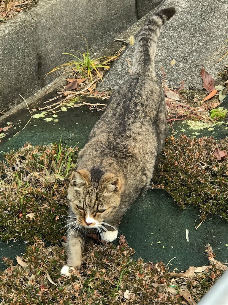 f:id:bluetears_osaka:20170110222130j:image