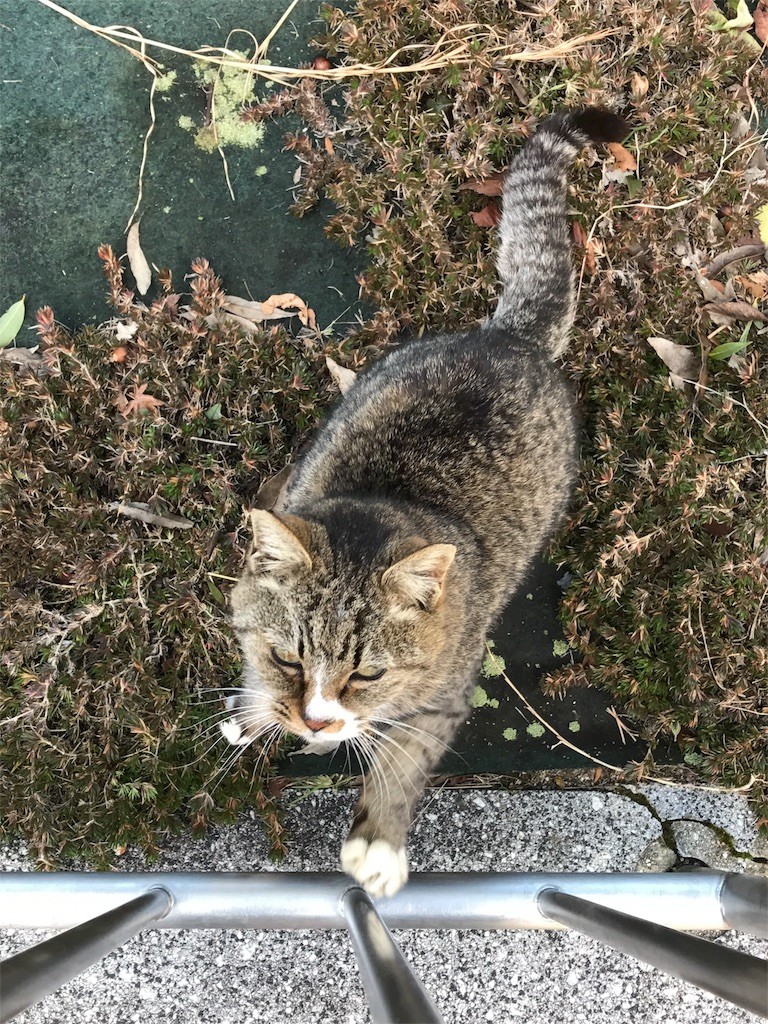 f:id:bluetears_osaka:20170117215000j:image