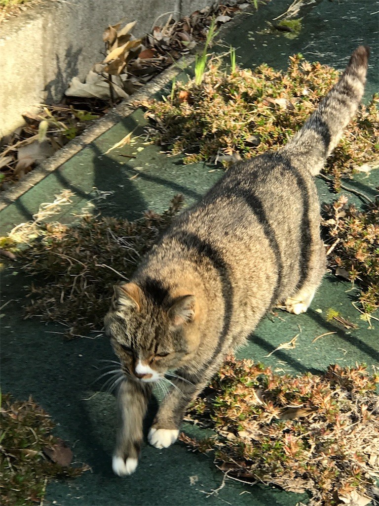 f:id:bluetears_osaka:20170119122550j:image