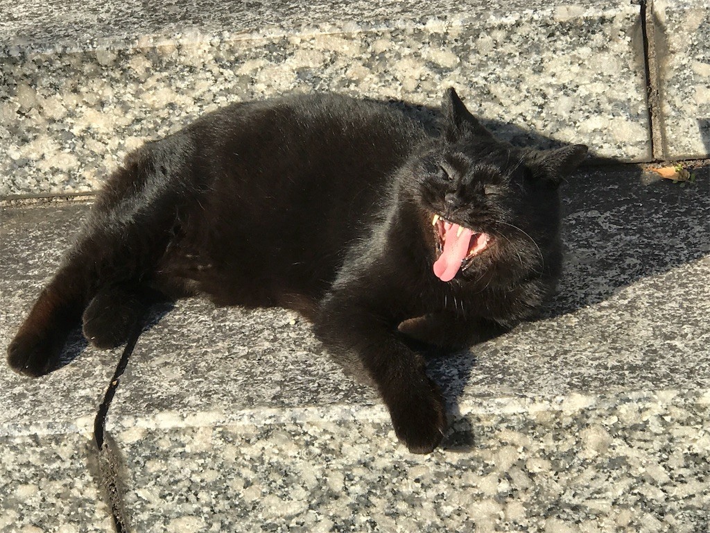 f:id:bluetears_osaka:20170128232633j:image