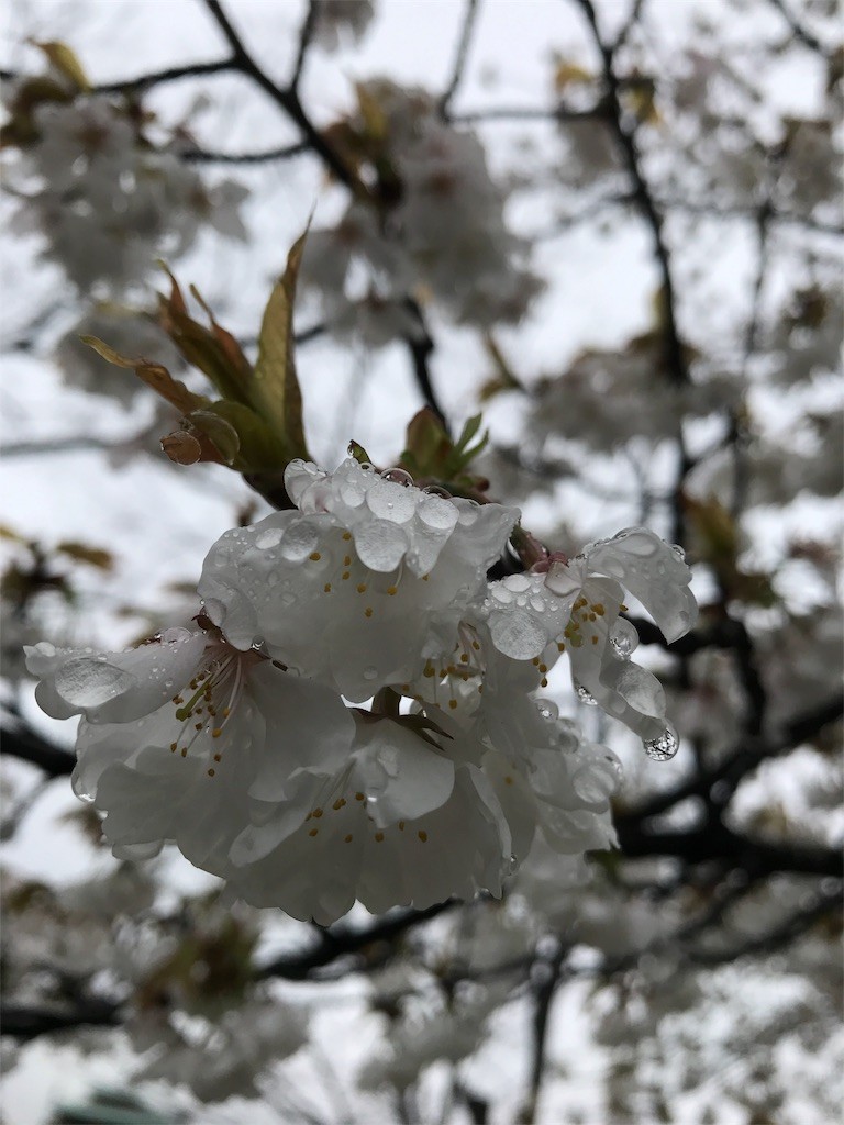 f:id:bluetears_osaka:20170408234340j:image