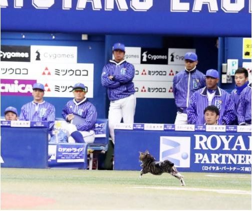 f:id:bluetears_osaka:20170413222208j:plain