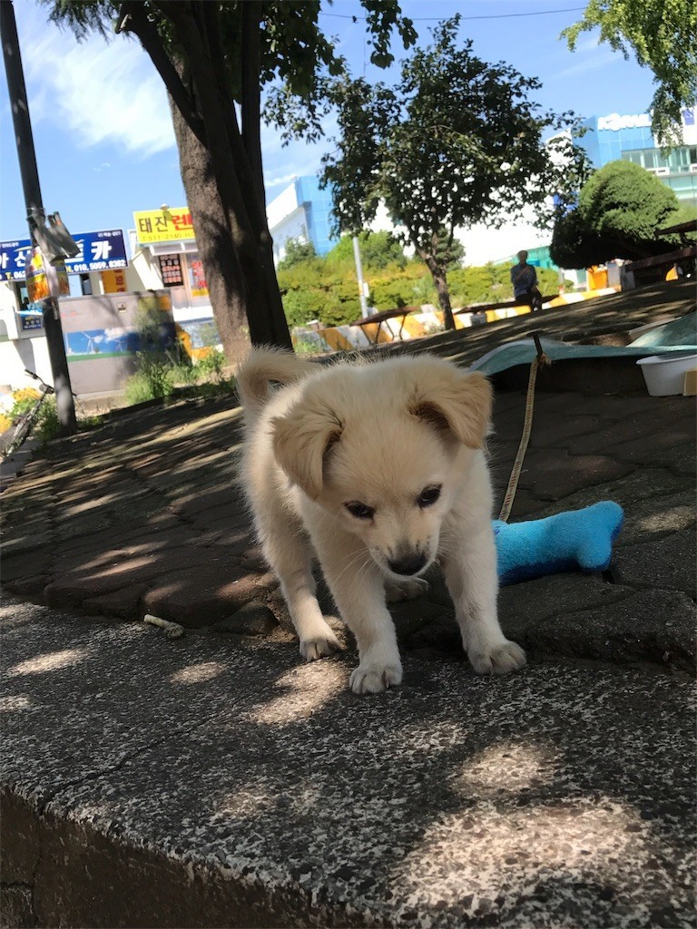 f:id:bluetears_osaka:20170901095133j:image