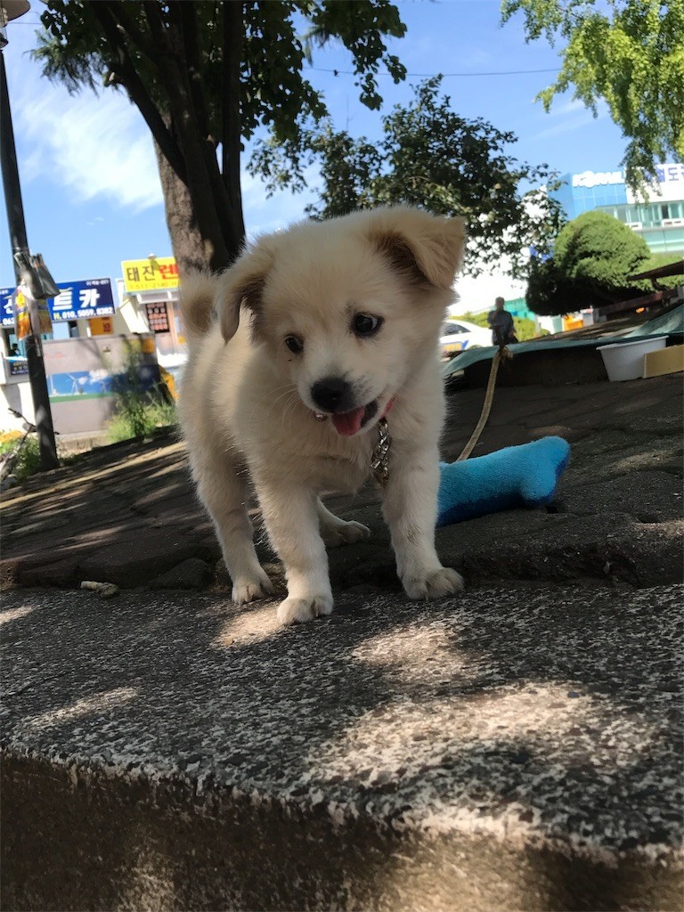 f:id:bluetears_osaka:20170901095156j:image