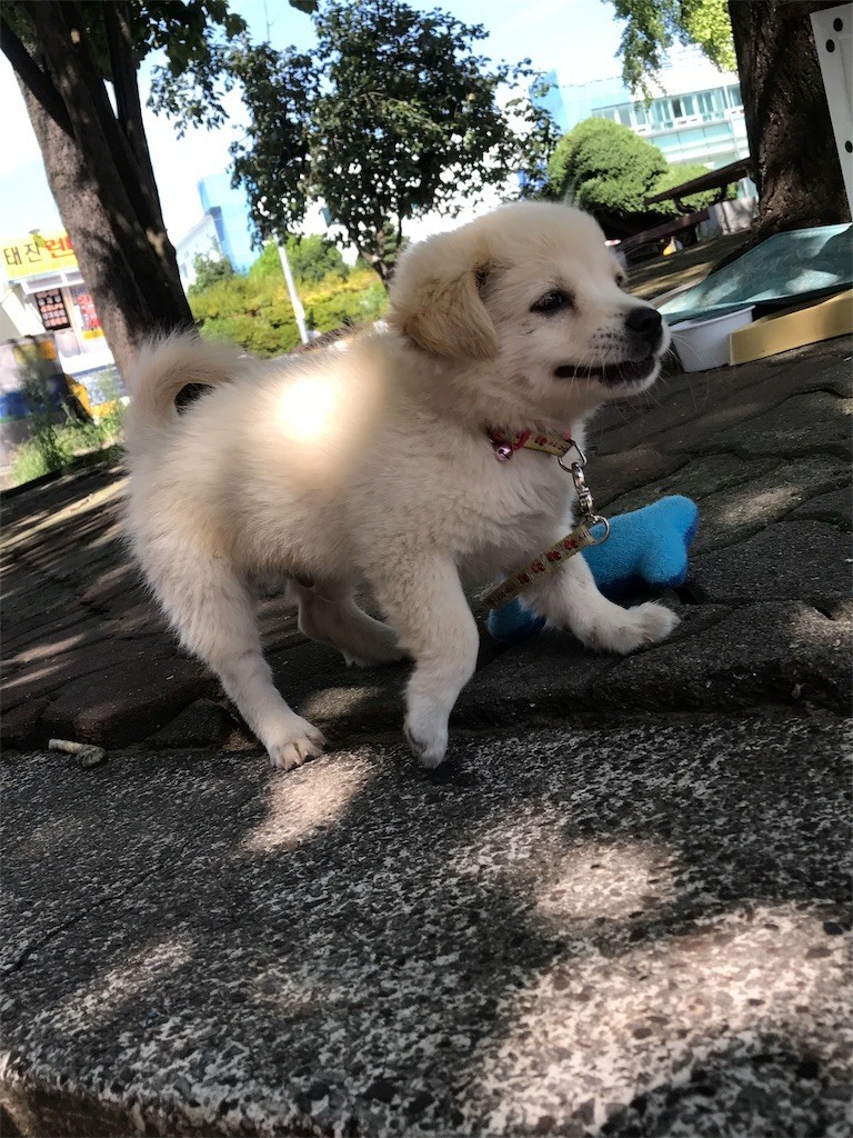 f:id:bluetears_osaka:20170901095211j:image