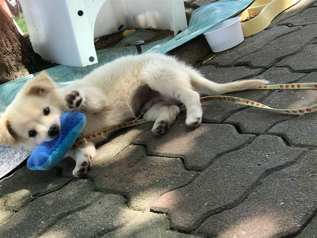 f:id:bluetears_osaka:20170901095229j:image