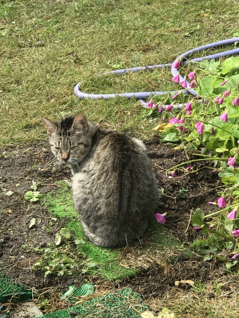 f:id:bluetears_osaka:20171119203346j:plain